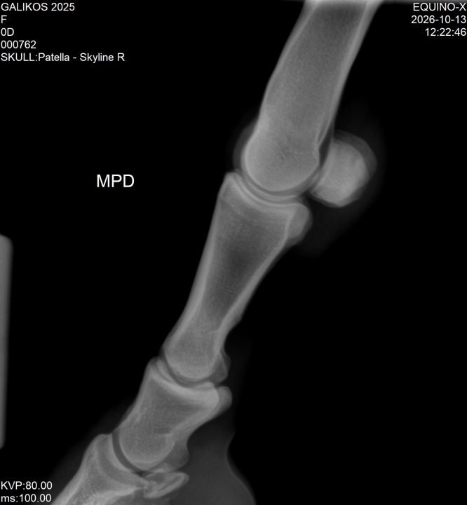 Radiografía del lote 130